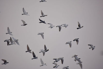 Flock of birds in sky