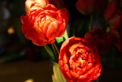 Close-up of red tulips 