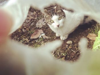 Portrait of kitten on field