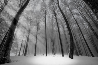 Snow covered trees in forest