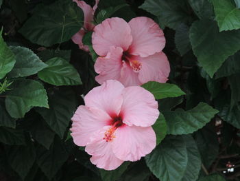 Close-up of pink flower