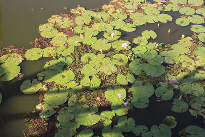 Close-up of flowers floating on water