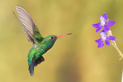 Close-up of hummingbird flying in sky