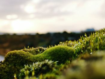 Close-up of moss growing on plant