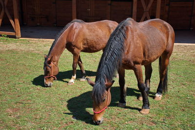 Horse grazing near the stable