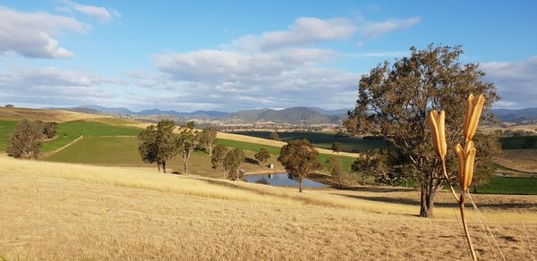 Scenic view of farm against sky