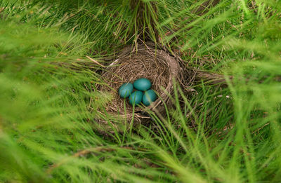 High angle view of bird in nest on field