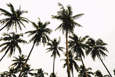 Low angle view of palm trees against clear sky