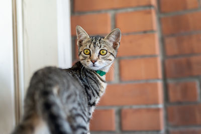 Close-up portrait of a cat