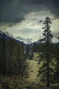 Pine trees in forest against sky