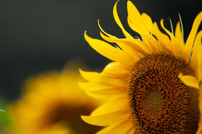 Close-up of yellow flower against blurred background