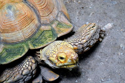 Close-up of tortoise on field