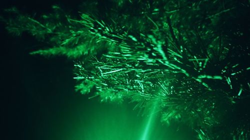 Close-up of tree branch at night