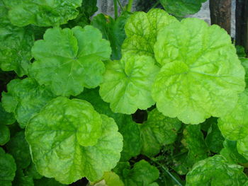 Close-up of green leaves