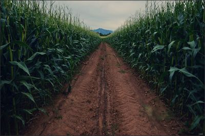 Road passing through field