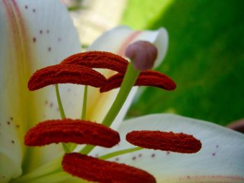 Close-up of red flowers