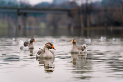 Geese swimming in lake