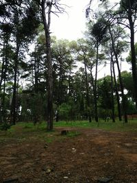 Trees on field in forest against sky