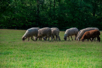 Sheep grazing in a field