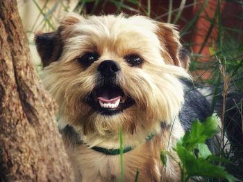 Close-up portrait of dog