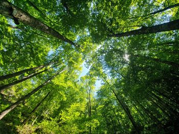 Low angle view of trees in forest