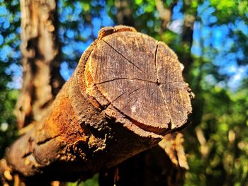 Close-up of tree trunk in forest