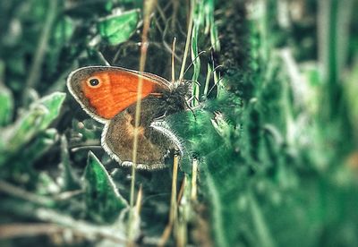 Close-up of butterfly on plant