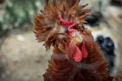 Close-up of rooster with unnormall feather