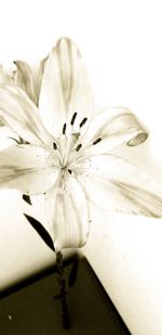 Close-up of white flower