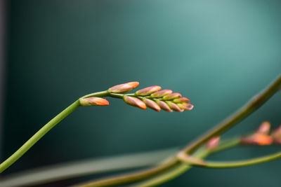 Close-up of flower bud growing outdoors