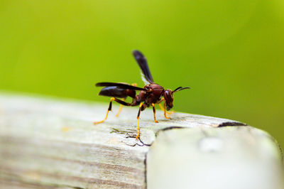 Close-up of insect on wooden railing