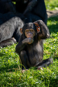 West african baby chimpanzee looking at camera. blurred background.