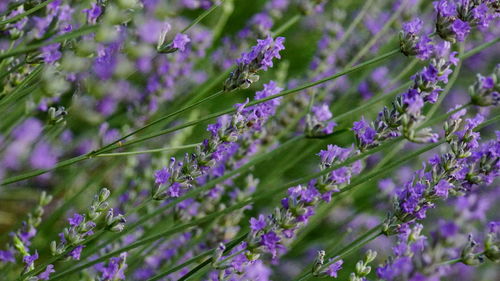 Close-up of purple flowering plants on field