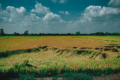 Scenic view of field against sky