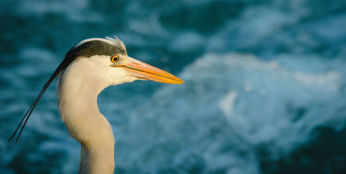 Close-up of heron against blue river