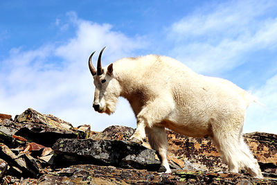 View of animal on rock against sky