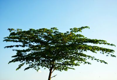 Low angle view of tree against clear blue sky