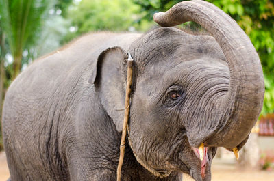 Close-up of elephant