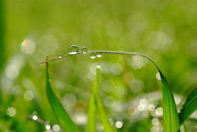 Close-up of wet plant