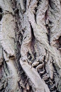 Full frame shot of tree trunk