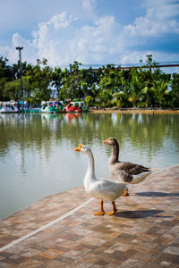 Ducks in a lake