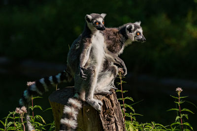 Lemurs sitting on tree stump