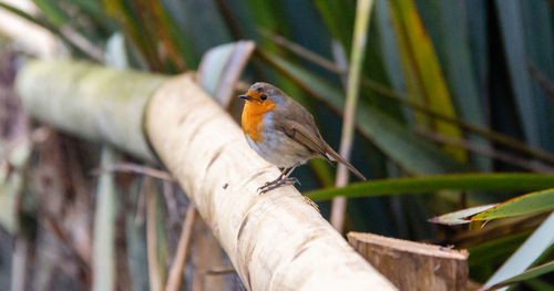 Close-up of a robin perching on branch