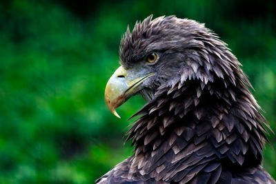 Close-up of eagle