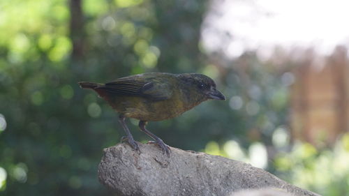 Close-up of bird perching outdoors