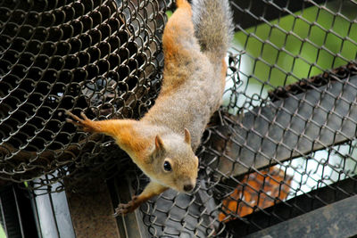 Close-up of squirrel