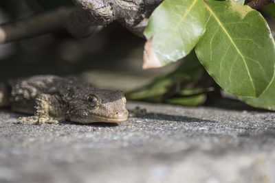 Gecko close up