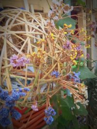 Close-up of flowering plant