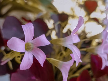 Close-up of pink flowering plant