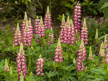 Flower spikes of beautiful pink and white lupins in a garden